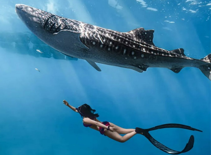 Whale Shark Watching (5 Nights, Stay)