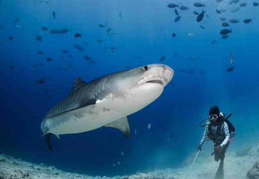 Tiger Shark Watch (7 Nights)