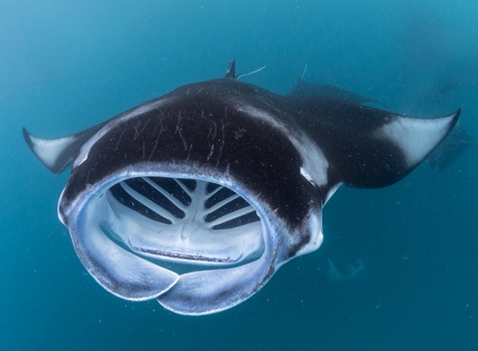 Hanifaru Bay, 7 Nights Stay